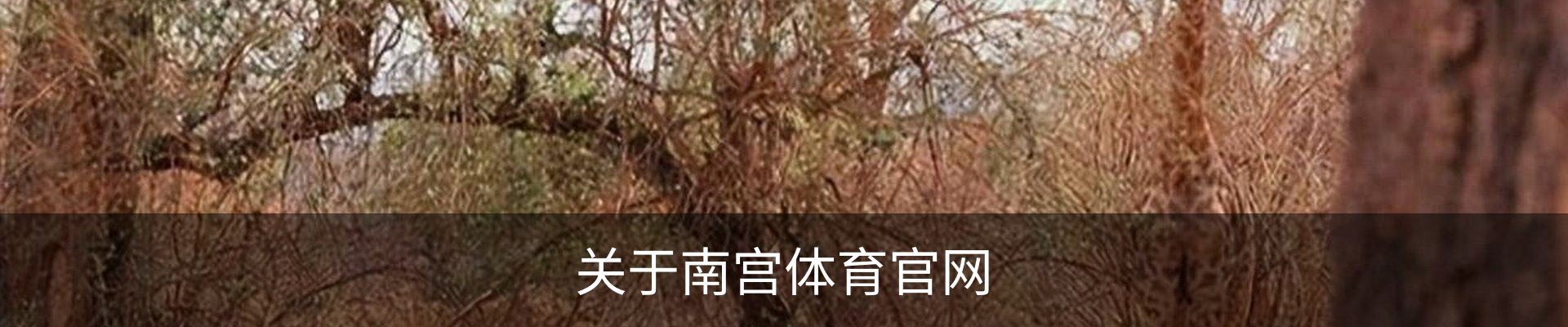 内页banner